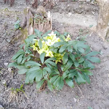 Bauer 2 Apartment Trattenbach (Lower Austria)