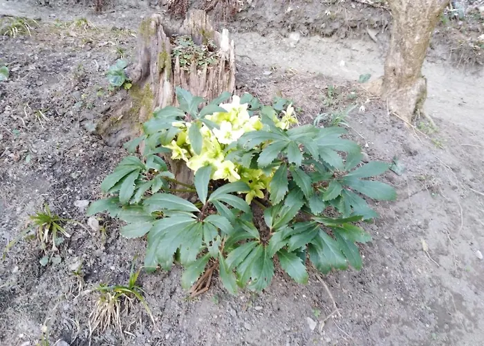 Bauer 2 Apartment Trattenbach (Lower Austria)